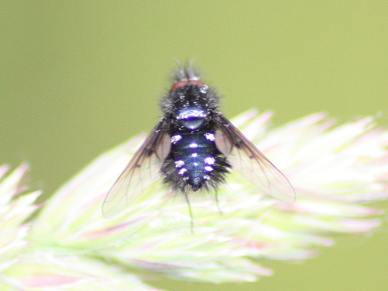 Identificazione Bombyilidae